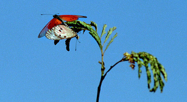 butterfly_01