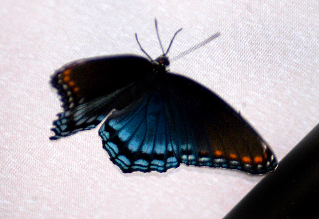 tent_butterfly
